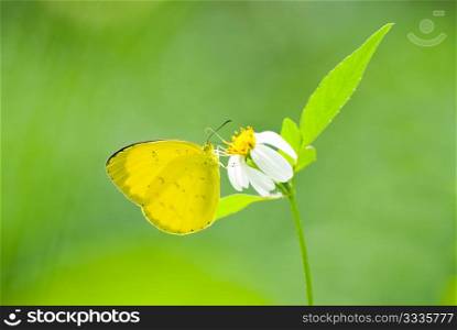 Yellow butterfly (Eurema blanda arsakia) feed on little white flower