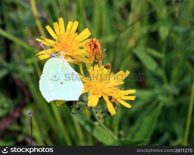 yellow butterfly on yellow flower