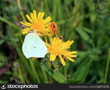 yellow butterfly on yellow flower