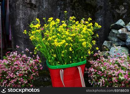 Yellow cabbage flower bamboo basket