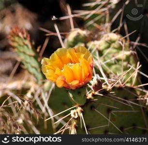 yellow cactus flower, close up