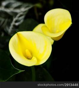 Yellow Calla Flowers ,Close Up