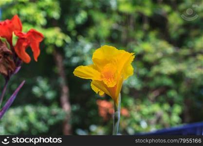 Yellow Canna flower in the garden, Thailand