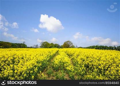 Yellow canola field blooming with colorful flowers in the summer