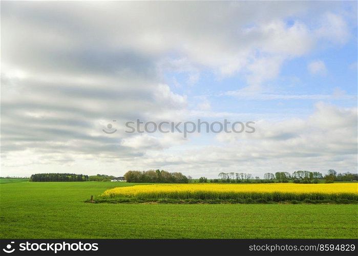 Yellow canola field surrounded by green meadows in a rural countryside landscape
