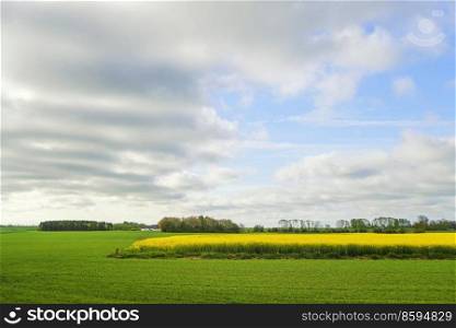 Yellow canola field surrounded by green meadows in a rural countryside landscape