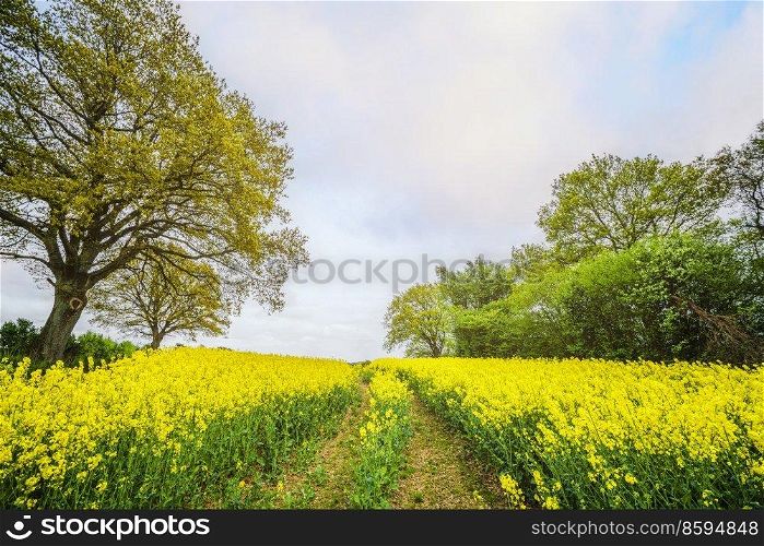 Yellow canola field with tire tracks in the summer with green trees on both sides