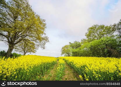 Yellow canola field with tire tracks in the summer with green trees on both sides