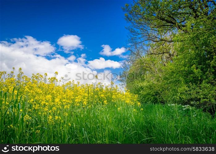 Yellow canola flowers on a green meadow