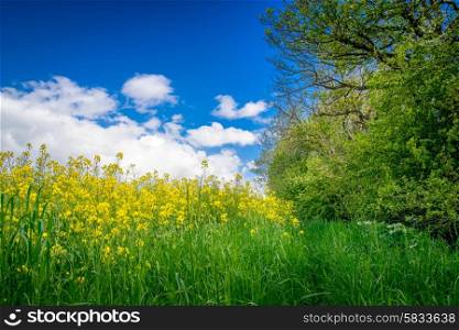 Yellow canola flowers on a green meadow