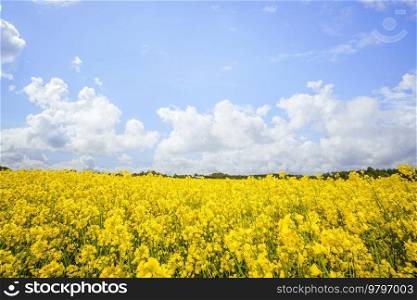 Yellow canola flowers on a rural field in the summer in bright daylight with a blue sky