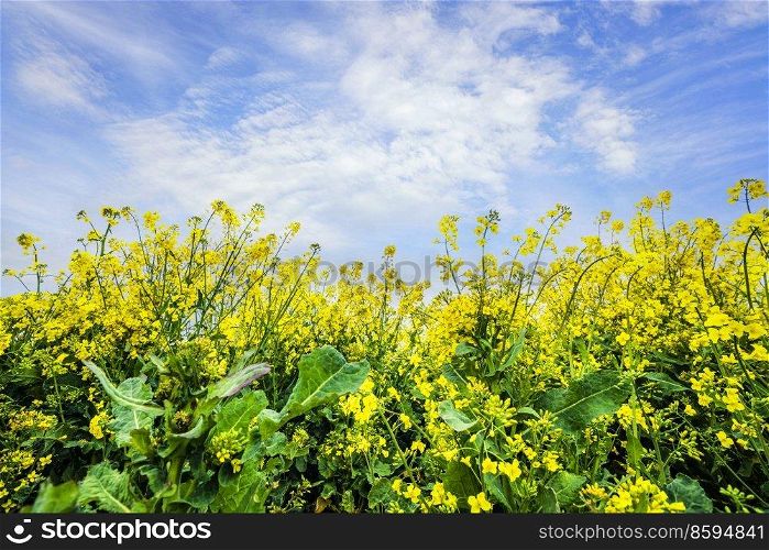 Yellow canola flowers reaching for the sky on a summer day in May