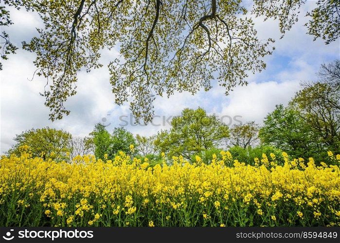 Yellow canola flowers under a tree in the summer in a rural countryside scenery
