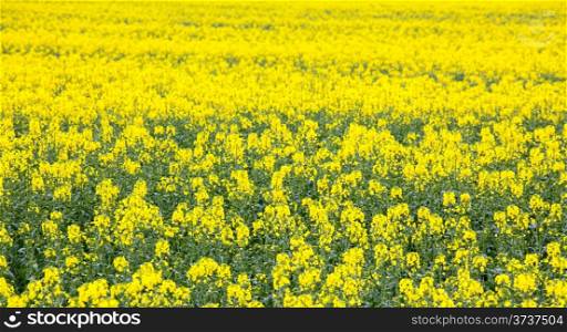 Yellow Canola oil seed flower Field
