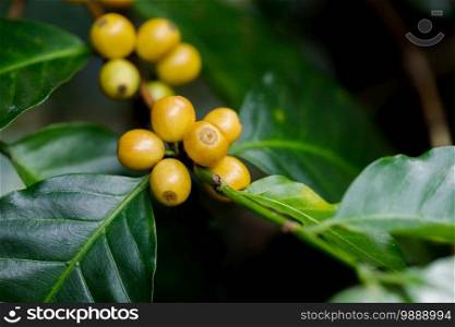 yellow catimor Coffee beans ripening on tree in North of thailand