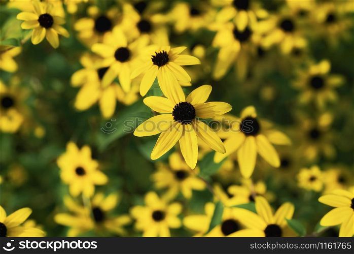Yellow chamomile flowers with green foliage, on a sunny summer day. Floral backdrop with wildflowers. Yellow flowers in bloom background.