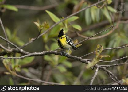 Yellow-cheeked Tit, Parus spilonotus, Mishmi Hills, Arunachal Pradesh, India