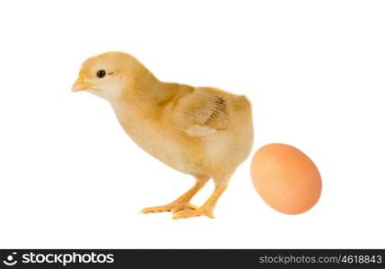 Yellow chick with a egg isolated on a white background
