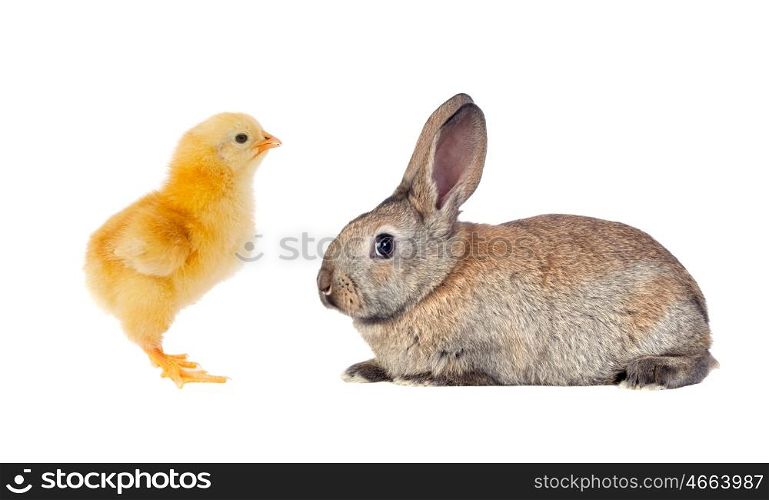 Yellow chicken and brown rabbit isolated on a white background