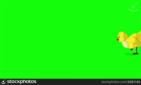 Yellow Chicken Walks and Pecks. Animated Motion Graphic Isolated on Green Screen