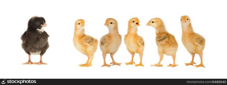 Yellow chickens looking at one black. Yellow chickens looking at one black isolated on a white background