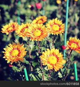 yellow chrysanthemum