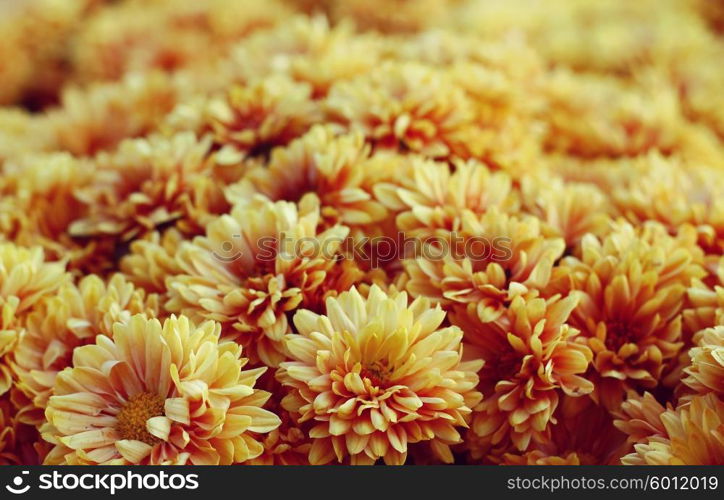 yellow chrysanthemum