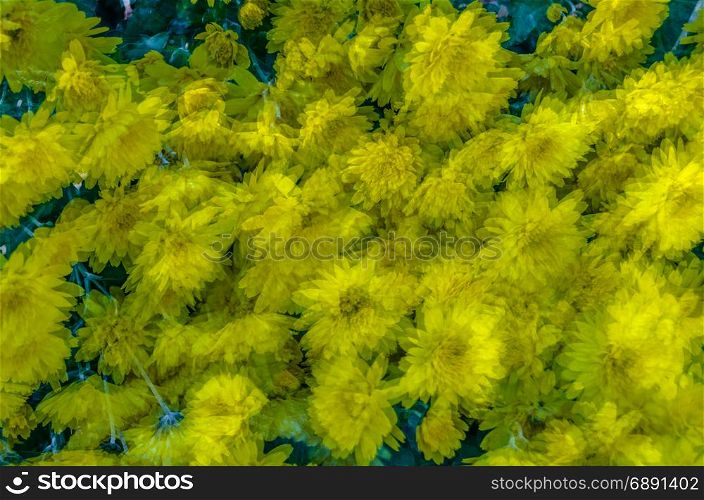 Yellow chrysanthemum blossom, autumn background