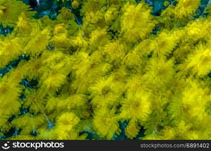 Yellow chrysanthemum blossom, autumn background