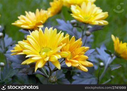 yellow chrysanthemum flower on green grass