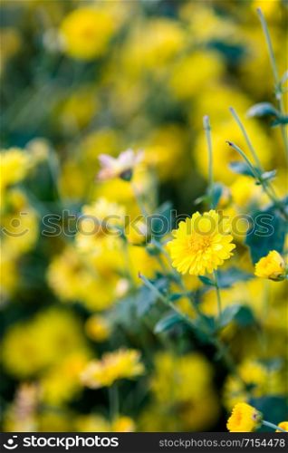 Yellow chrysanthemum flowers, chrysanthemum in the garden. Blurry flower for background, colorful plants