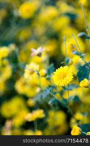 Yellow chrysanthemum flowers, chrysanthemum in the garden. Blurry flower for background, colorful plants