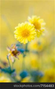 Yellow chrysanthemum flowers, chrysanthemum in the garden. Blurry flower for background, colorful plants