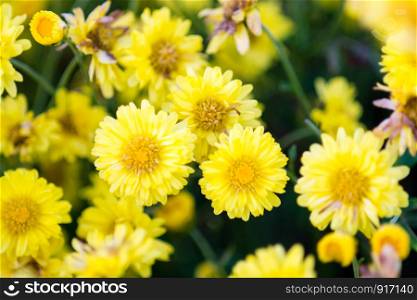 Yellow chrysanthemum flowers, chrysanthemum in the garden. Blurry flower for background, colorful plants. Yellow chrysanthemum flowers