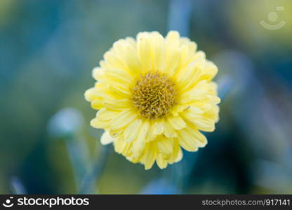 Yellow chrysanthemum flowers, chrysanthemum in the garden. Blurry flower for background, colorful plants