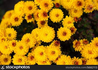 Yellow chrysanthemum flowers close up on the bush