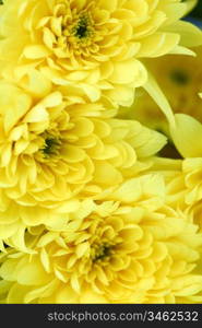 yellow chrysanthemum macro close up