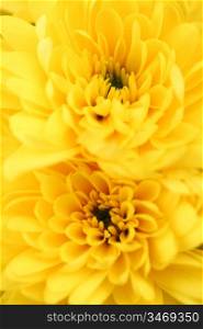 yellow chrysanthemum macro close up