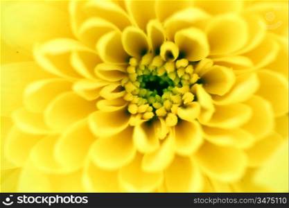 yellow chrysanthemum macro close up
