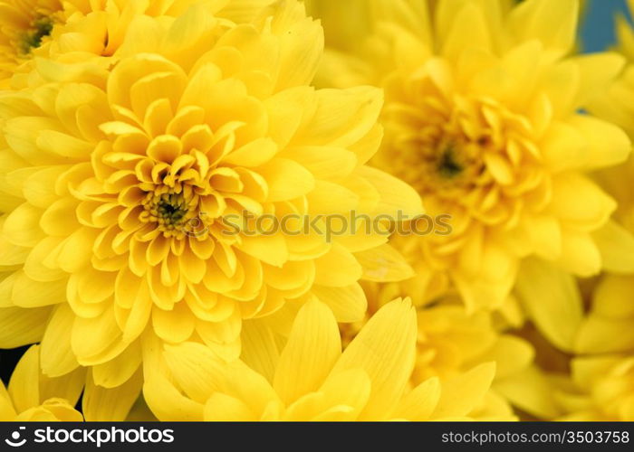 yellow chrysanthemum macro close up