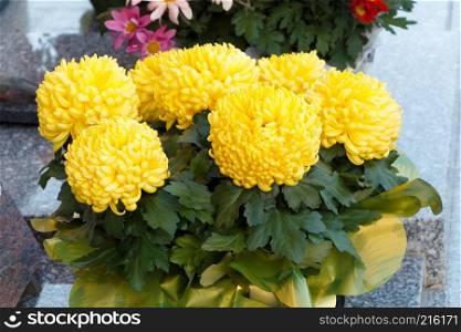 Yellow chrysanthemum plant on a tombstone for All Saints Day