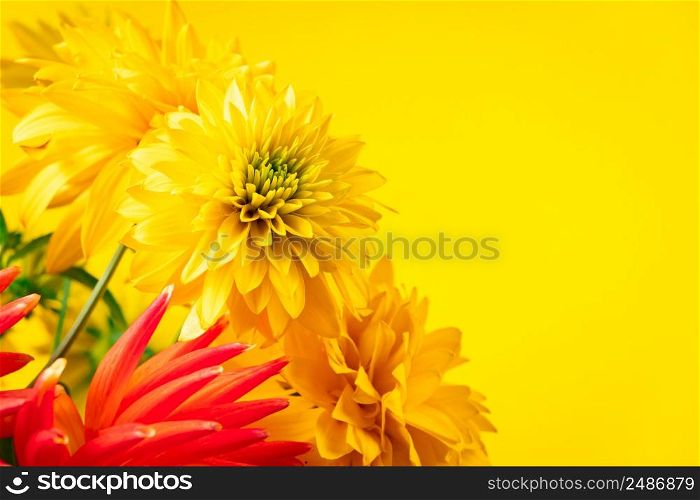 Yellow chrysanthemums and gerberas on a bright background. Summer concept. Greeting postcard. Place for text.. Yellow chrysanthemums and gerberas on bright background. Summer concept. Greeting postcard. Place for text.