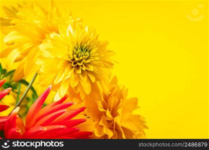 Yellow chrysanthemums and gerberas on a bright background. Summer concept. Greeting postcard. Place for text.. Yellow chrysanthemums and gerberas on bright background. Summer concept. Greeting postcard. Place for text.