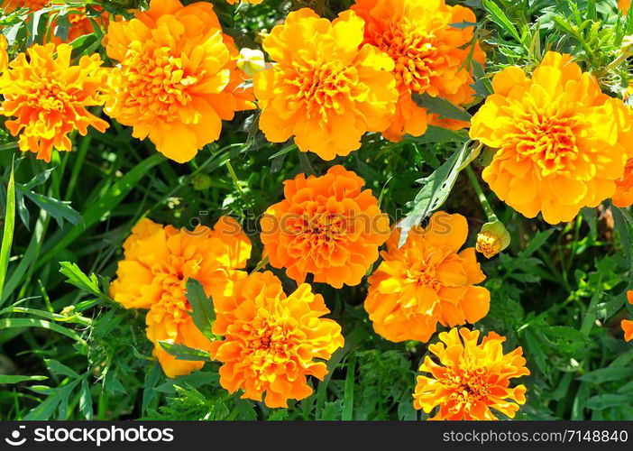 Yellow chrysanthemums in the summer garden. Beautiful bright background.