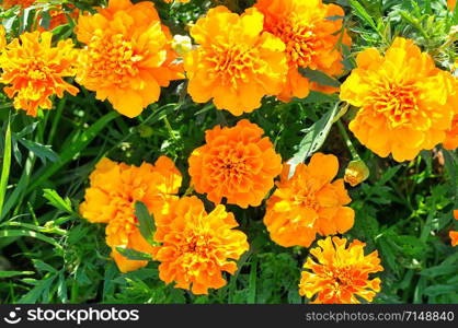 Yellow chrysanthemums in the summer garden. Beautiful bright background.