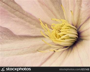 Yellow clematis . Closeup yellow clematis flower