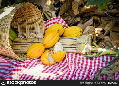 Yellow Cocoa pods on the basket / ripe cocoa harvest from tree plant organic chocolate farm
