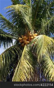 Yellow coconuts on the green palm tree