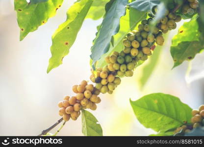 Yellow coffee bean berry plant fresh seed coffee tree growth in Yellow Bourbon eco organic farm. Close up yellow ripe seed berries harvest arabica coffee garden. Fresh coffee bean green leaf bush