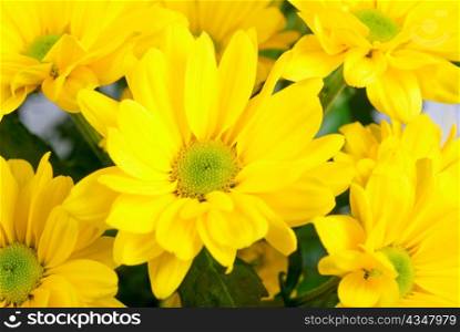 yellow color chrysanthemum flowers close up